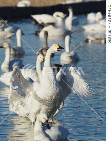 羽ばたくコハクチョウ 73294451