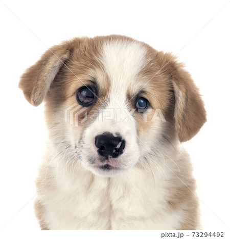 young Pembroke Welsh Corgi 73294492