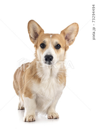 young Pembroke Welsh Corgi young Pembroke Welsh Corgi 73294494