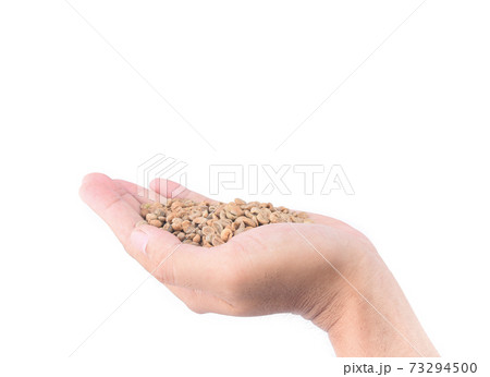 Unroasted coffee seed in hand isolated on white background Unroasted coffee seed in hand isolated on white background 73294500