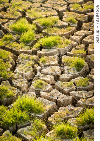 Green grass on cracked land background 73294506