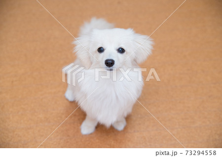 小型犬　お座り　ポメックス 73294558