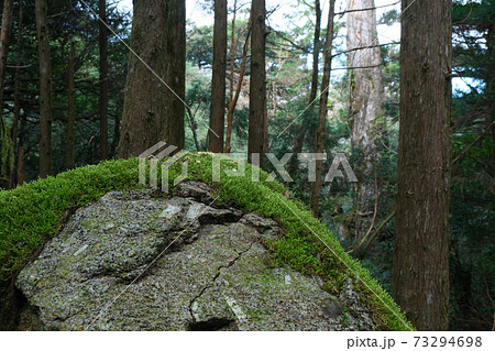 屋久島の岩に生えたコケ 73294698