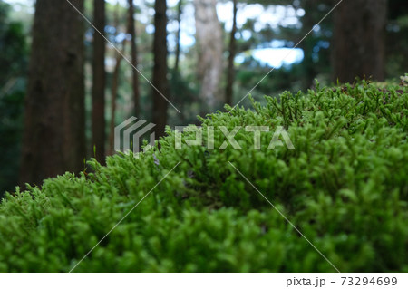 屋久島の苔 屋久島の苔 73294699