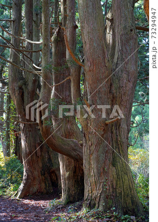 幻想の森 幻想の森 73294947