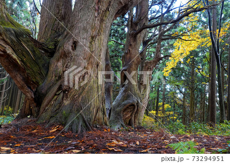 幻想の森 幻想の森 73294951