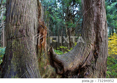 幻想の森 幻想の森 73294952