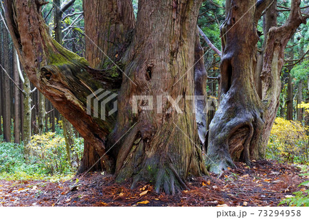 幻想の森 幻想の森 73294958