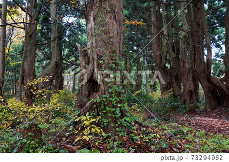 幻想の森 幻想の森 73294962