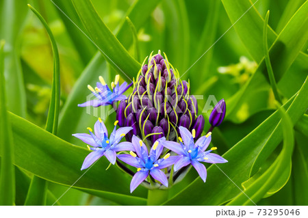 シラーペルビイアナ（Scilla　peruviana） 73295046