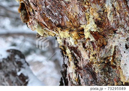 ヨーロッパクロマツの松ヤニ ヨーロッパクロマツの松ヤニ 73295089