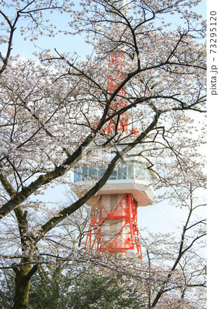 宇都宮タワー展望台と桜 宇都宮タワー展望台と桜 73295120