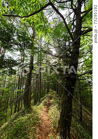 八ヶ岳連峰・御小屋尾根の新緑の登山道 八ヶ岳連峰・御小屋尾根の新緑の登山道 73295192