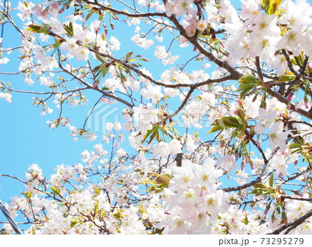 満開の桜の花のクローズアップ 満開の桜の花のクローズアップ 73295279