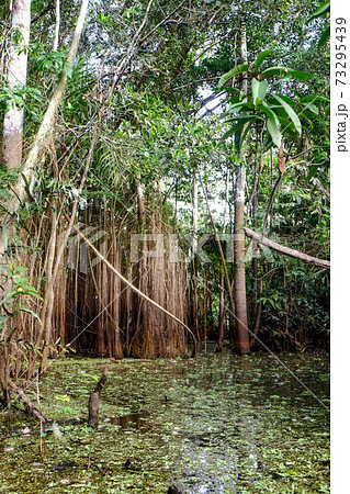南米ペルーのイキトスのアマゾン奥深くの動植物と風景 南米ペルーのイキトスのアマゾン奥深くの動植物と風景 73295439