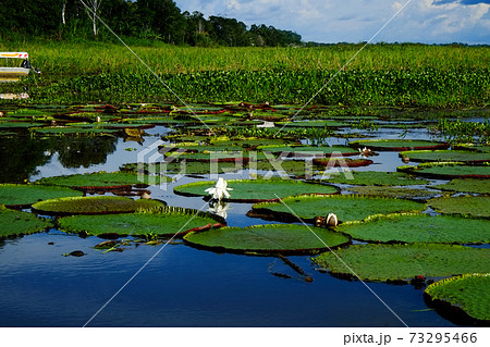南米ペルーのイキトスのアマゾン奥深くの動植物と風景 南米ペルーのイキトスのアマゾン奥深くの動植物と風景 73295466