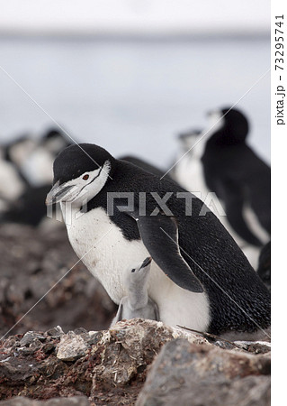 ヒゲペンギンの親子 73295741