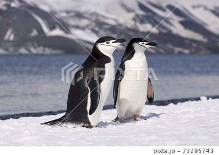 ヒゲペンギン ヒゲペンギン 73295743