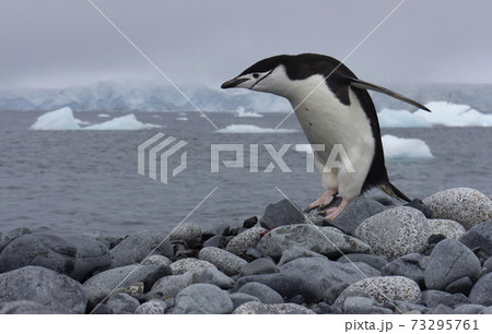 ヒゲペンギン ヒゲペンギン 73295761