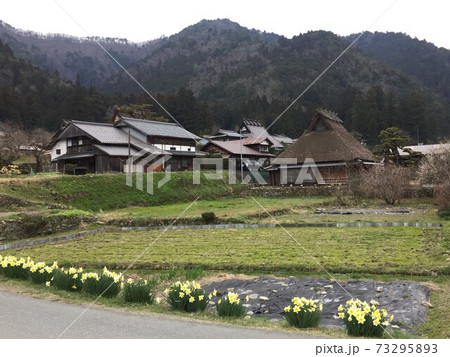 美山の春 茅葺きの里に咲く水仙 美山の春 茅葺きの里に咲く水仙 73295893