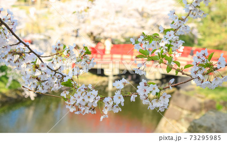 弘前公園 桜の架け橋 弘前公園 桜の架け橋 73295985