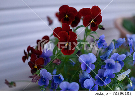 植木鉢に植えられた赤や青や紫のパンジーの花と株の写真素材