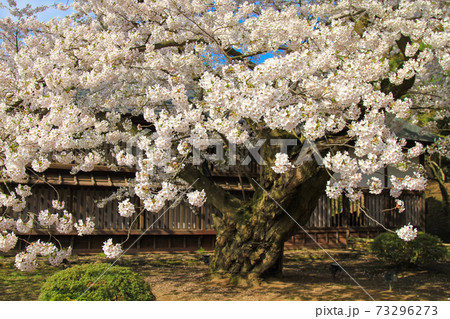 弘前公園 日本最古のソメイヨシノの写真素材