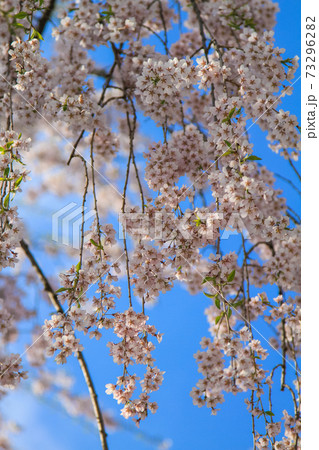 弘前公園 青空に映える桜 弘前公園 青空に映える桜 73296282