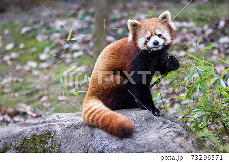 レッサーパンダ 多摩動物公園の写真素材