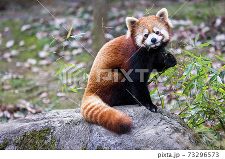 レッサーパンダ 多摩動物公園の写真素材