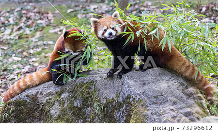 レッサーパンダ 多摩動物公園 73296612
