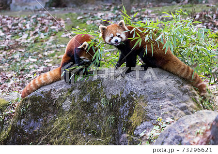 レッサーパンダ 多摩動物公園 レッサーパンダ 多摩動物公園 73296621