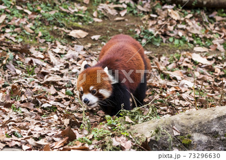 レッサーパンダ 多摩動物公園 レッサーパンダ 多摩動物公園 73296630