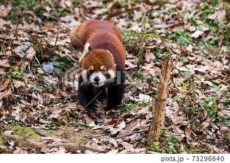 レッサーパンダ 多摩動物公園 73296640