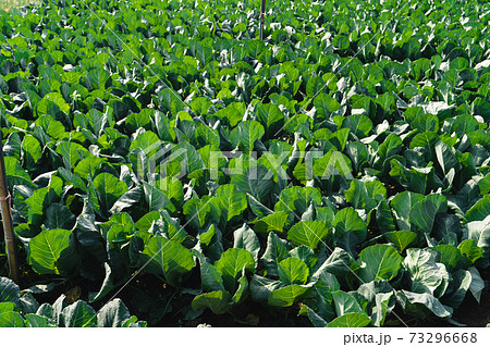 Green vegetable fields on an outdoor farm nature 73296668