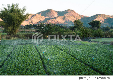 Green vegetable fields on an outdoor farm nature Green vegetable fields on an outdoor farm nature 73296670