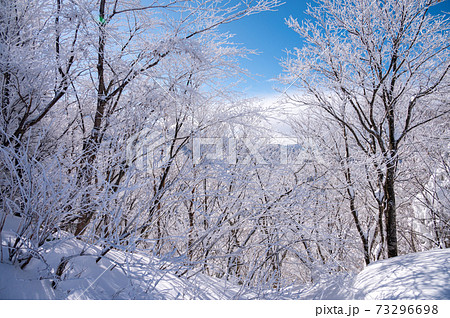 雪の日の木々と太陽 雪の日の木々と太陽 73296698