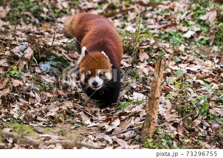 レッサーパンダ 多摩動物公園 レッサーパンダ 多摩動物公園 73296755