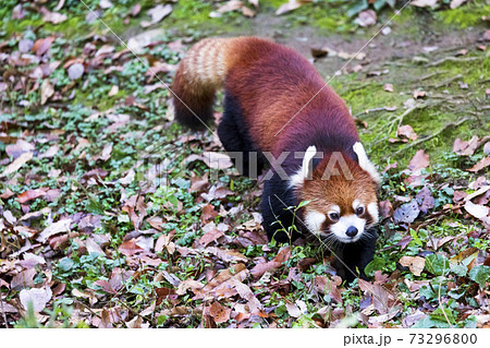 レッサーパンダ 多摩動物公園の写真素材