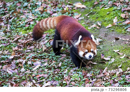 レッサーパンダ 多摩動物公園 レッサーパンダ 多摩動物公園 73296806
