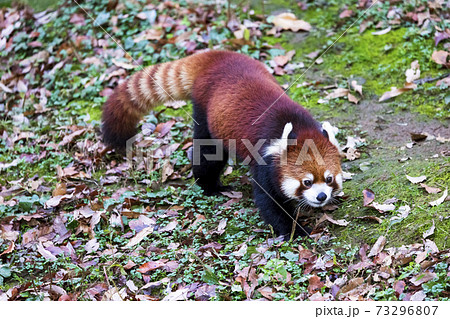 レッサーパンダ 多摩動物公園 レッサーパンダ 多摩動物公園 73296807