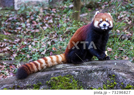 レッサーパンダ 多摩動物公園 レッサーパンダ 多摩動物公園 73296827