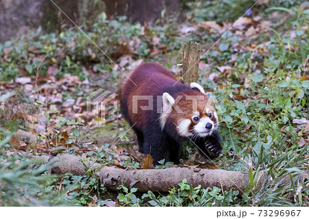 レッサーパンダ 多摩動物公園 レッサーパンダ 多摩動物公園 73296967