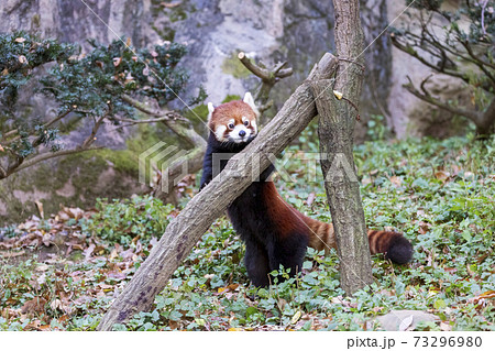 レッサーパンダ 多摩動物公園 73296980