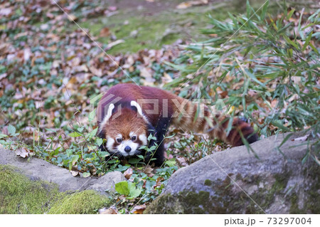 レッサーパンダ 多摩動物公園 73297004