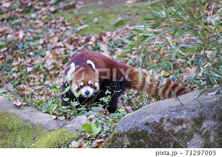 レッサーパンダ 多摩動物公園 73297005