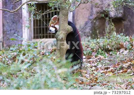 レッサーパンダ 多摩動物公園 レッサーパンダ 多摩動物公園 73297012