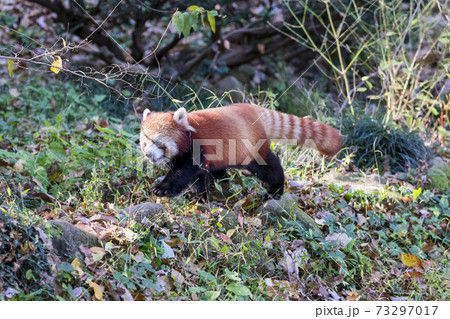 レッサーパンダ 多摩動物公園 レッサーパンダ 多摩動物公園 73297017