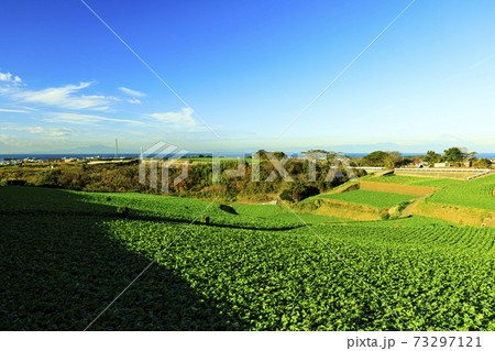 湘南三浦半島の名産大根畑の冬 湘南三浦半島の名産大根畑の冬 73297121