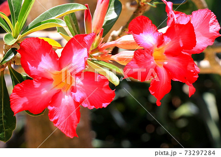 色鮮やかな砂漠の薔薇 アデニウムオベスムの写真素材